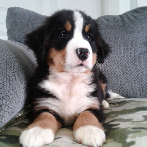 Bernese Mountain Dog Puppy Scottie