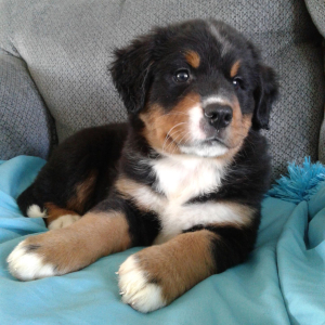 Bernese Mountain Dog Puppy Danielle