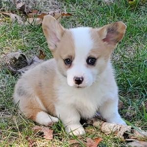 Pembroke Welsh Corgi Puppy Koda