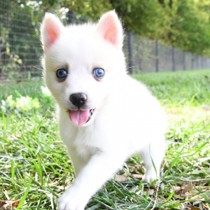 Pomsky Puppy Mara