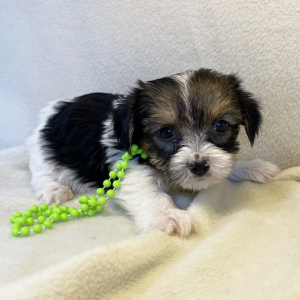 Yorkshire Terrier Puppy Queenie