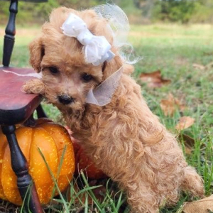 Maltipoo Puppy Peaches