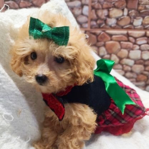 Maltipoo Puppy Peaches