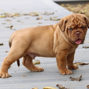 Dogue de Bordeaux Puppy Hopper