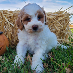 Bichonpoo Puppy Snuggles