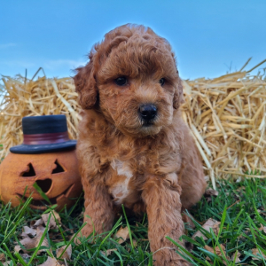 Bichonpoo Puppy Seymour
