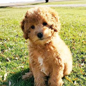 Bichonpoo Puppy Seymour