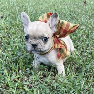 French Bulldog Puppy Tina