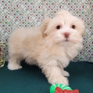 Havanese Puppy Traven