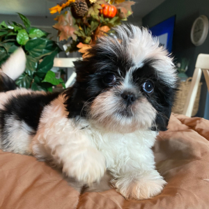 Shih Tzu Puppy Rocky