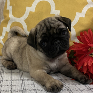 Pug Puppy Odie