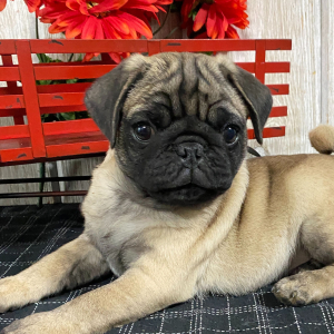 Pug Puppy Odie