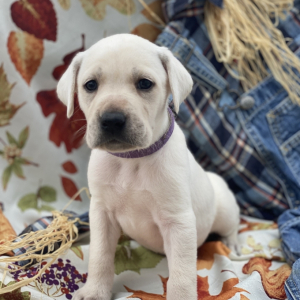 Labrador Retriever Puppy Kaci