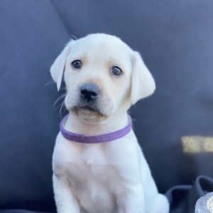 Labrador Retriever Puppy Kaci
