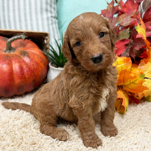 Goldendoodle Puppy Hunter