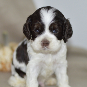 Cocker Spaniel Puppy Connor