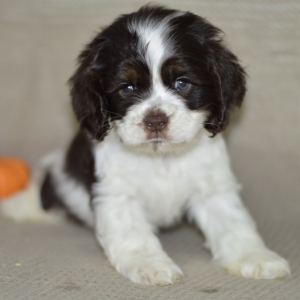 Cocker Spaniel Puppy Connor