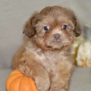 Shih Tzu Puppy Jolene