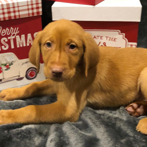 Labrador Retriever Puppy Copper