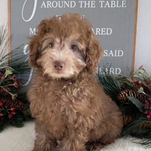 Poodle Puppy Hanzel