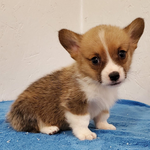 Pembroke Welsh Corgi Puppy Rolly
