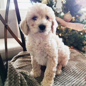 Goldendoodle Puppy Rori
