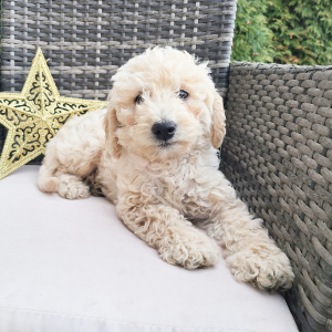 Goldendoodle Puppy Rori