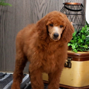 Poodle Puppy Stella