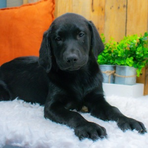 Labrador Retriever Puppy Harden