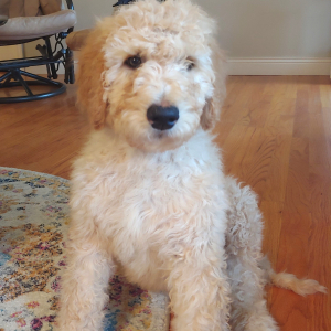Goldendoodle Puppy Honey