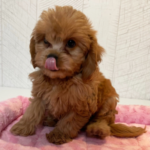 Cavapoo Puppy Emily
