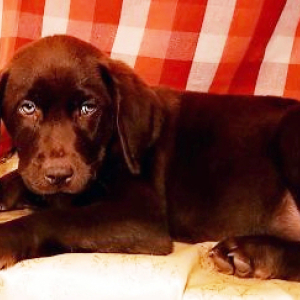 Labrador Retriever Puppy Root