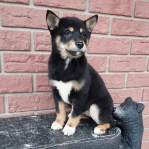 Shiba Inu Puppy Lexy