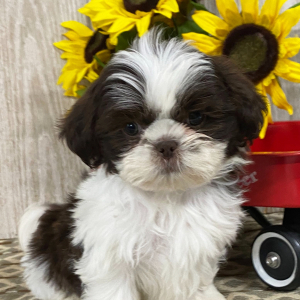 Shih Tzu Puppy Roy