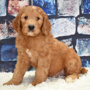 Goldendoodle Puppy Fletcher