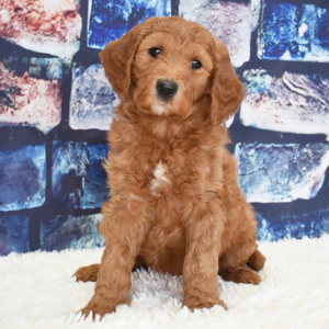 Goldendoodle Puppy Phoebe