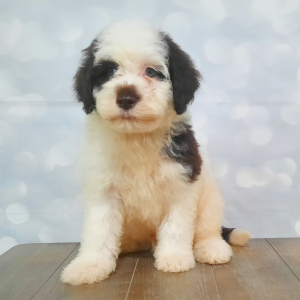 Portuguese Water Dog Puppy Hunter