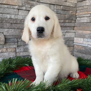 Golden Retriever Puppy Teresa