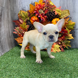 French Bulldog Puppy Gail