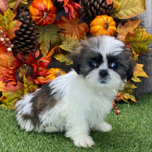 Shih Tzu Puppy Carli