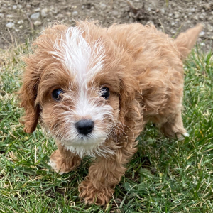 Cavapoo Puppy Marty
