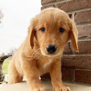 Golden Retriever Puppy Allison