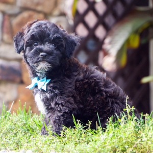 Havapoo Puppy Chipp