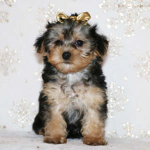 Yorkiepoo Puppy Flossy