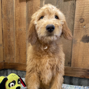 Goldendoodle Puppy Hamilton