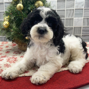 Cockapoo Puppy Dylann