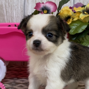 Chihuahua Puppy Cayla