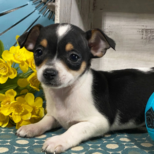 Chihuahua Puppy Evan