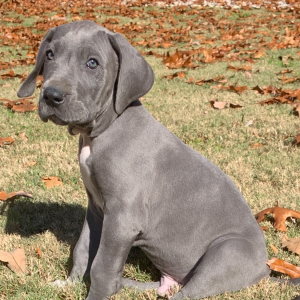 Great Dane Puppy Silver