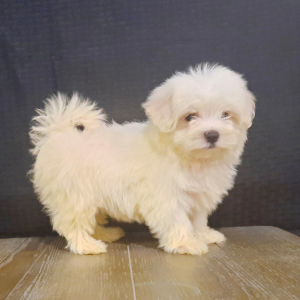 Maltese Puppy Abby